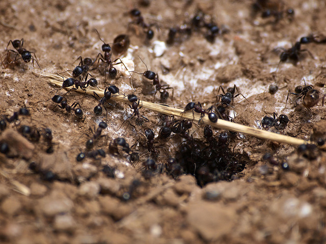 Des fourmis au travail